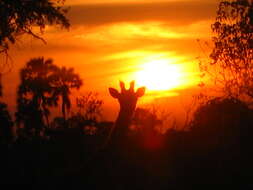 安哥拉长颈鹿的圖片