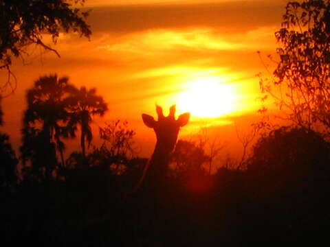 Image of Angolan giraffe