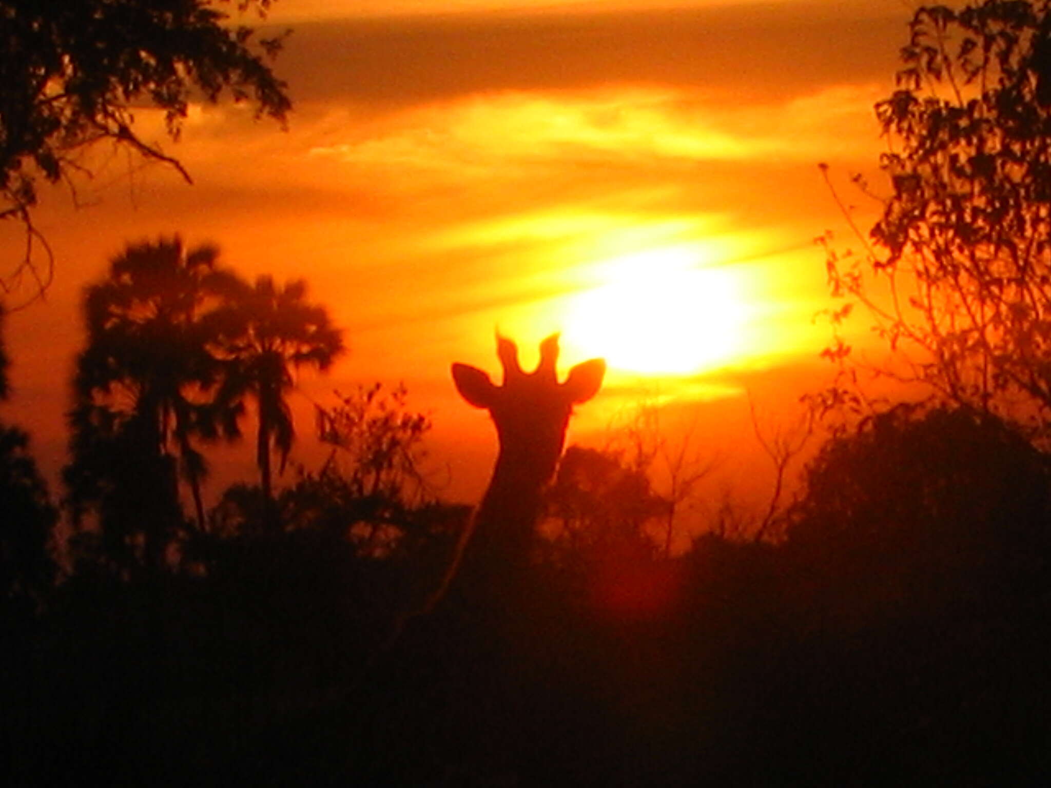 安哥拉长颈鹿的圖片