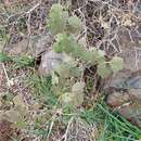 Imagem de Corynabutilon ceratocarpum (Hook. & Arn.) Kearney