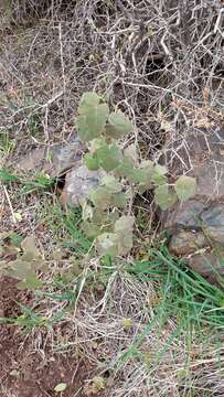 Image of Corynabutilon ceratocarpum (Hook. & Arn.) Kearney