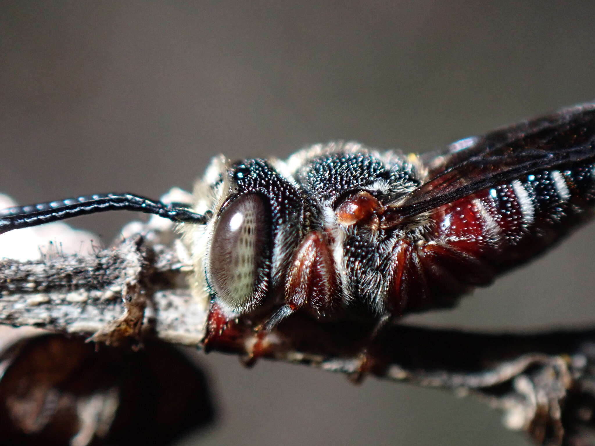 Image of <i>Coelioxys <i>slossoni</i></i> var. slossoni