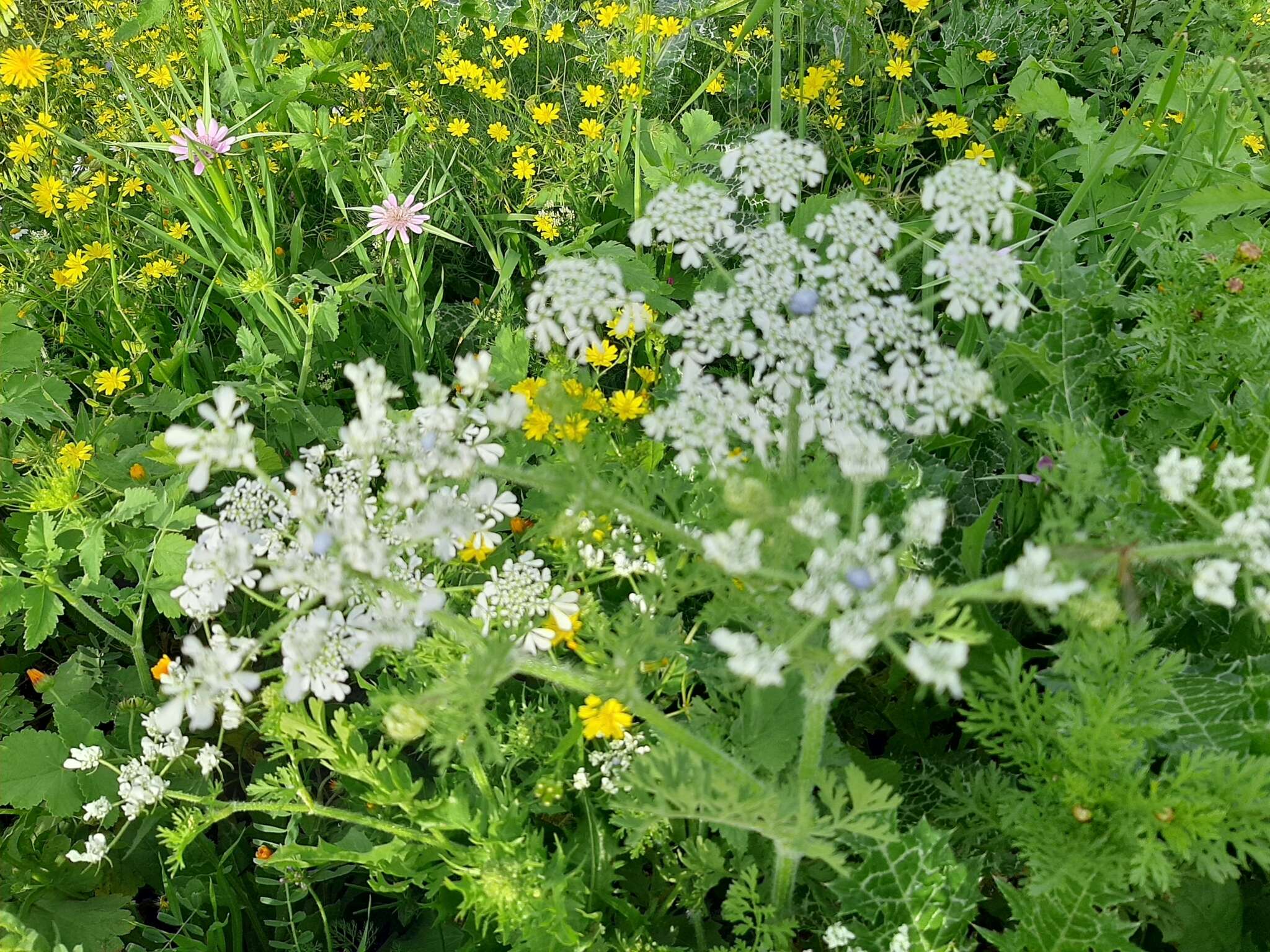 Image of Pimpinella cretica Poir.