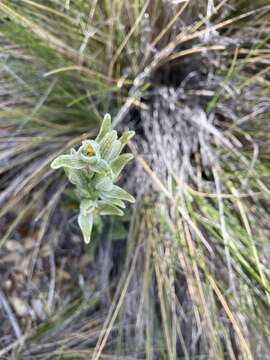 Image of Chloraea fonkii Phil.