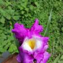 Слика од Sobralia macrantha Lindl.