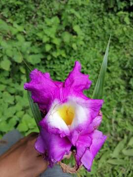 Слика од Sobralia macrantha Lindl.