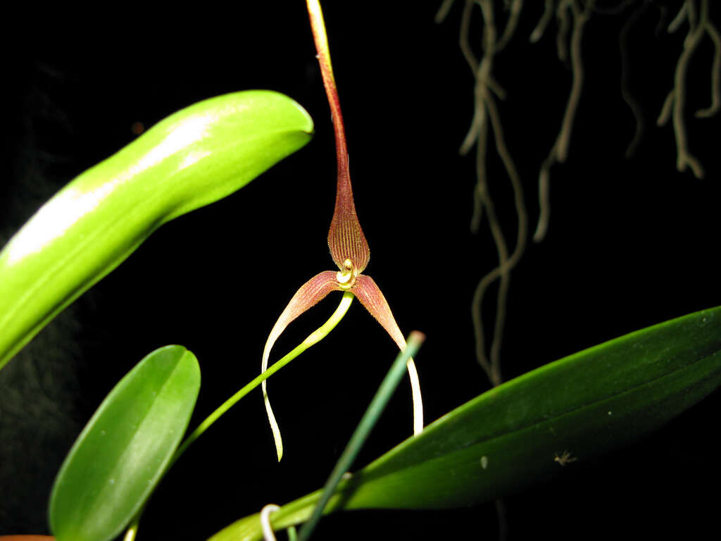 Imagem de Bulbophyllum unitubum J. J. Sm.