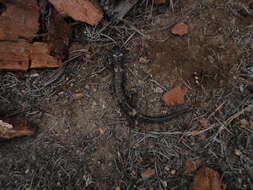 Image of Cofre de Perote Salamander