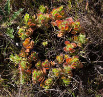 Image of Crassula fallax Friedrich