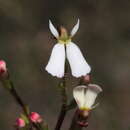 Image of Stylidium obtusatum Sonder