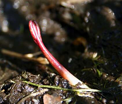 Image of bogbean