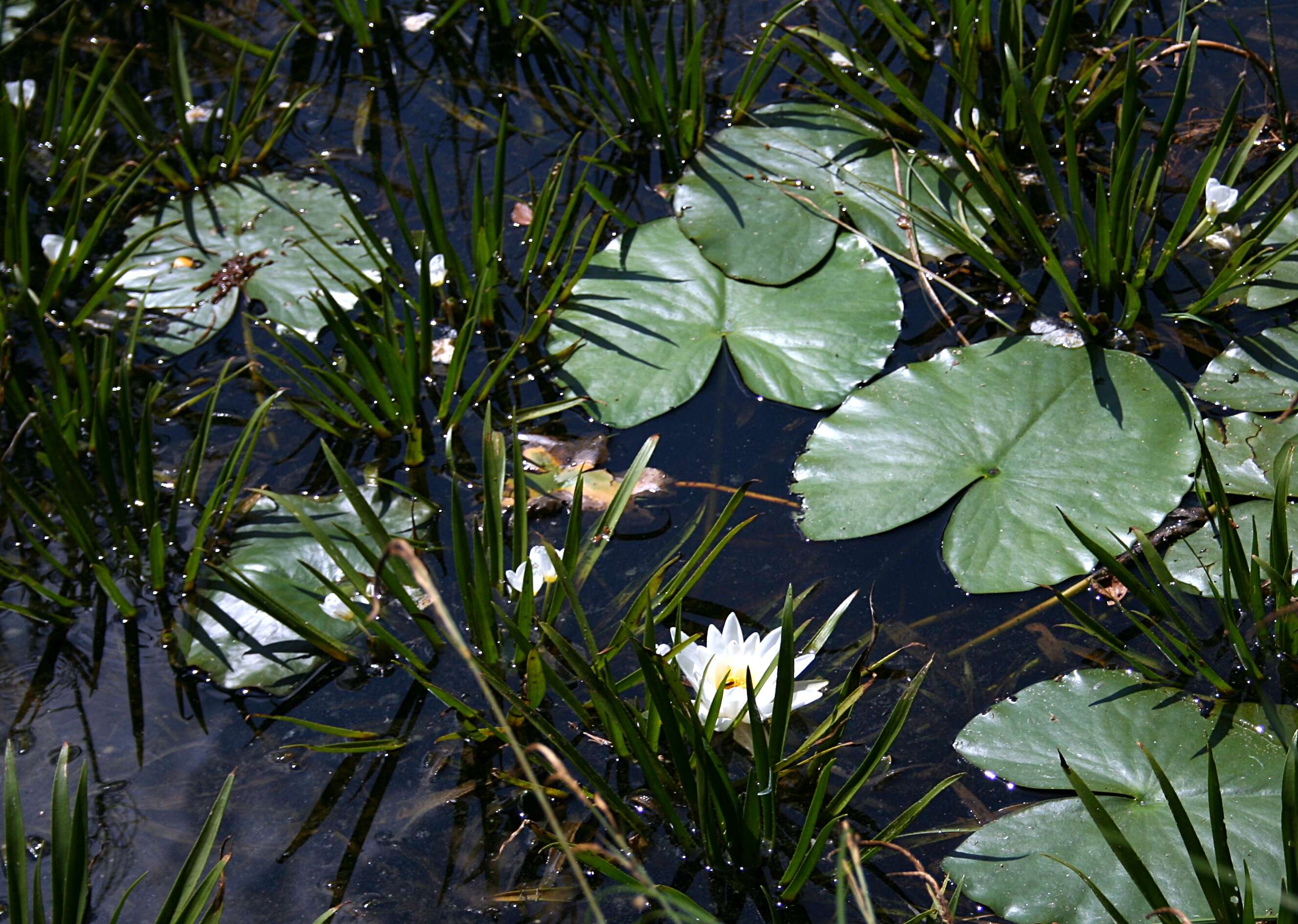 Image of water soldiers