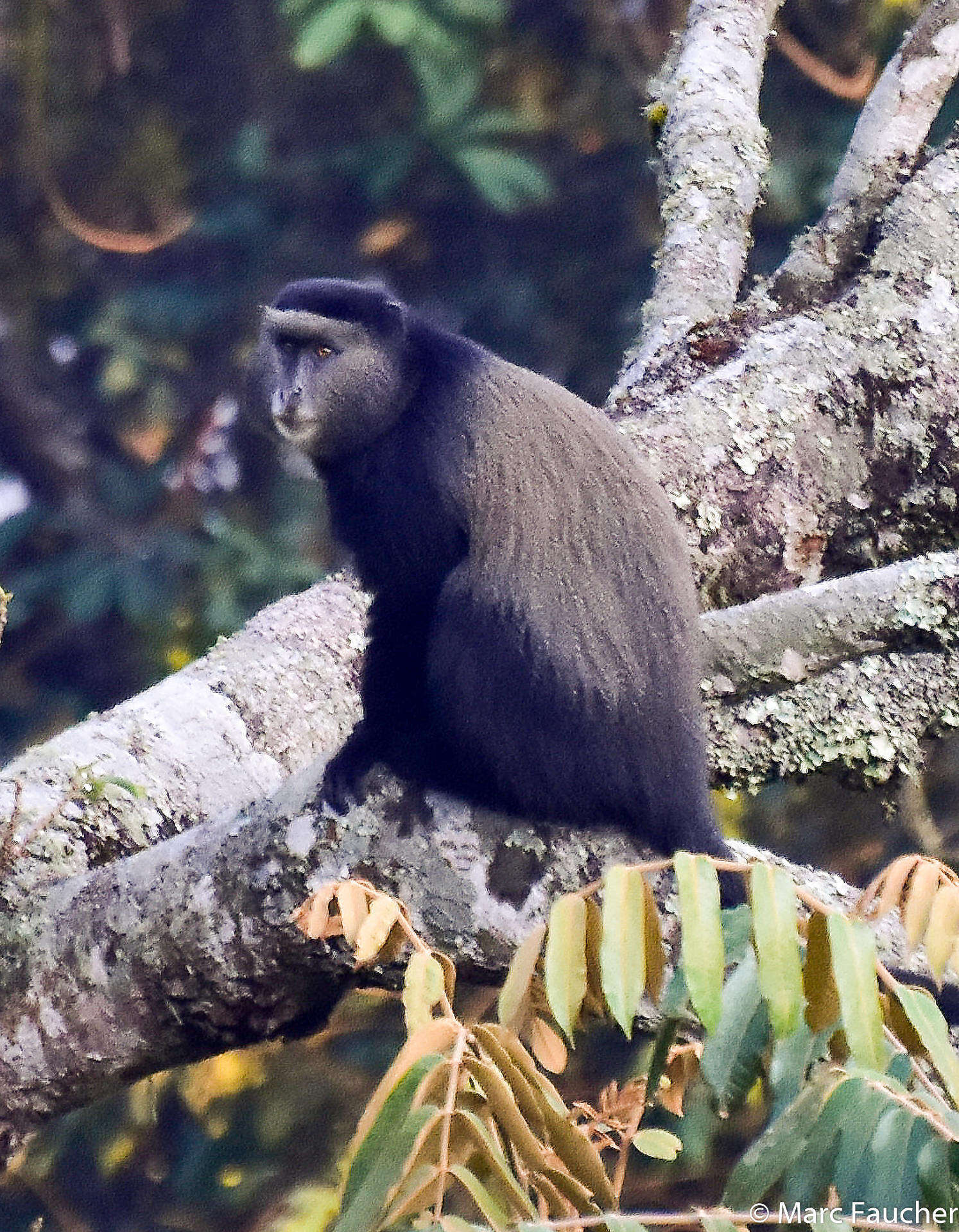 Image of Silver Monkey