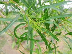 Image of African sumac