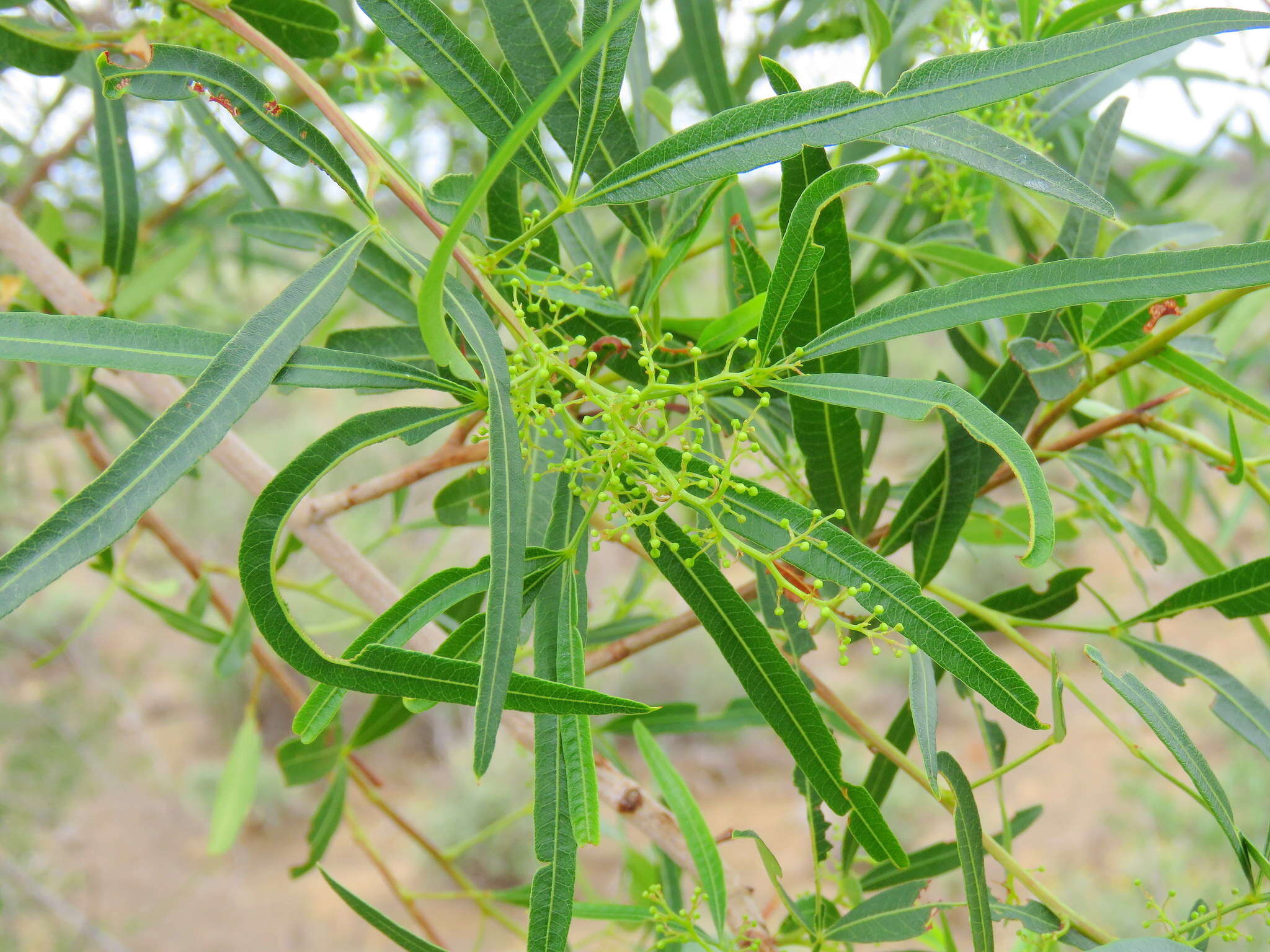 Image of African sumac