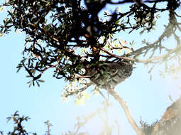 Image of White-browed Tit-Spinetail