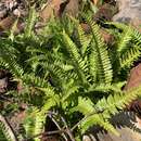 Image of Blechnum punctulatum Sw.