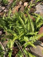 Image of Glossy Deer Fern
