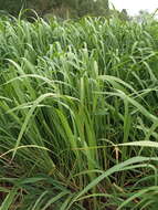 Image of Manchurian wild rice