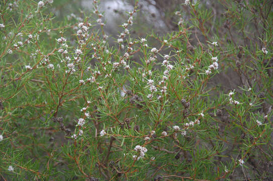 صورة Taxandria callistachys J. R. Wheeler & N. G. Marchant