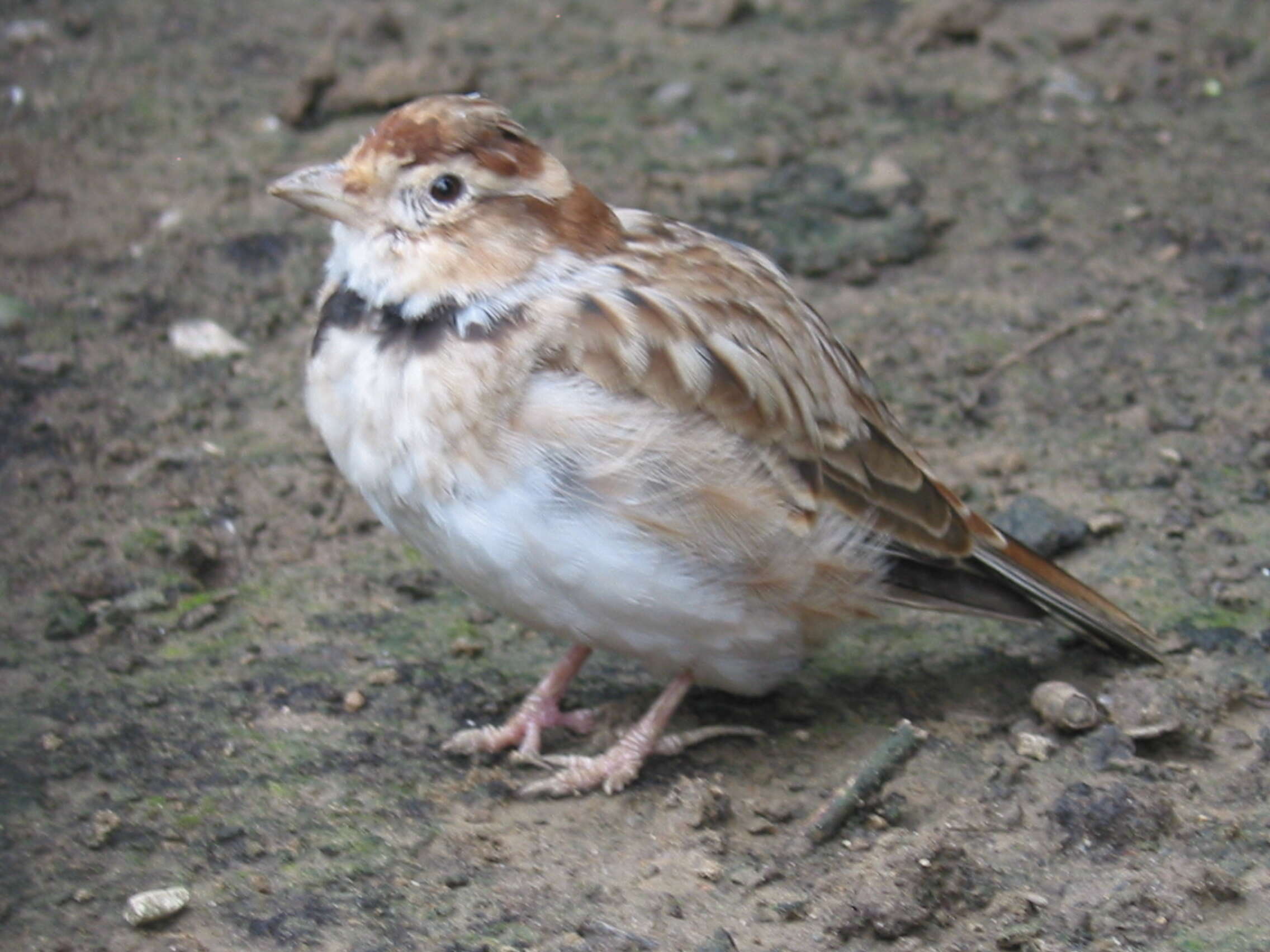 Image of Mongolian Lark