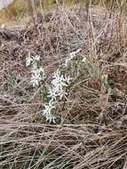 Image of Narcissus elegans (Haw.) Spach