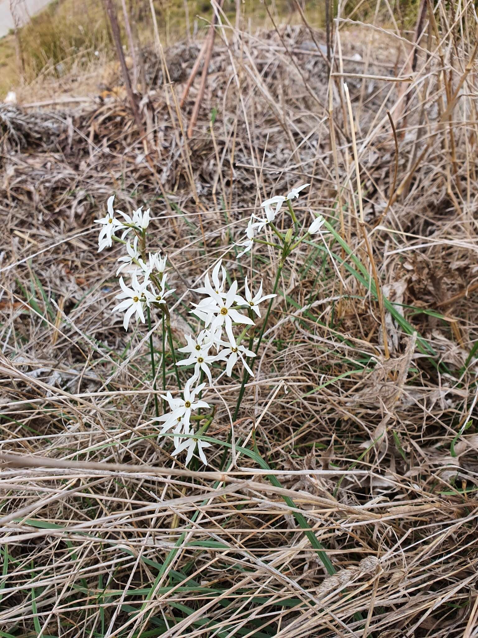 Image of Narcissus elegans (Haw.) Spach