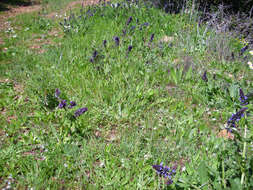 Image of verbena sage