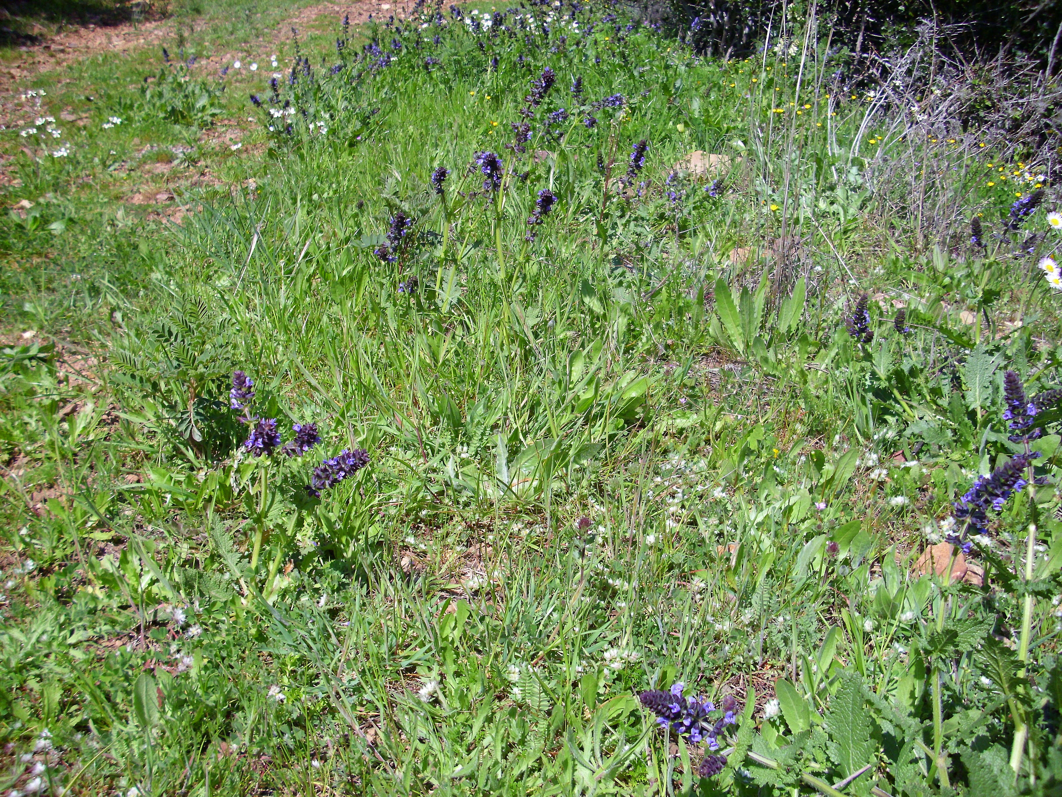 Image of verbena sage