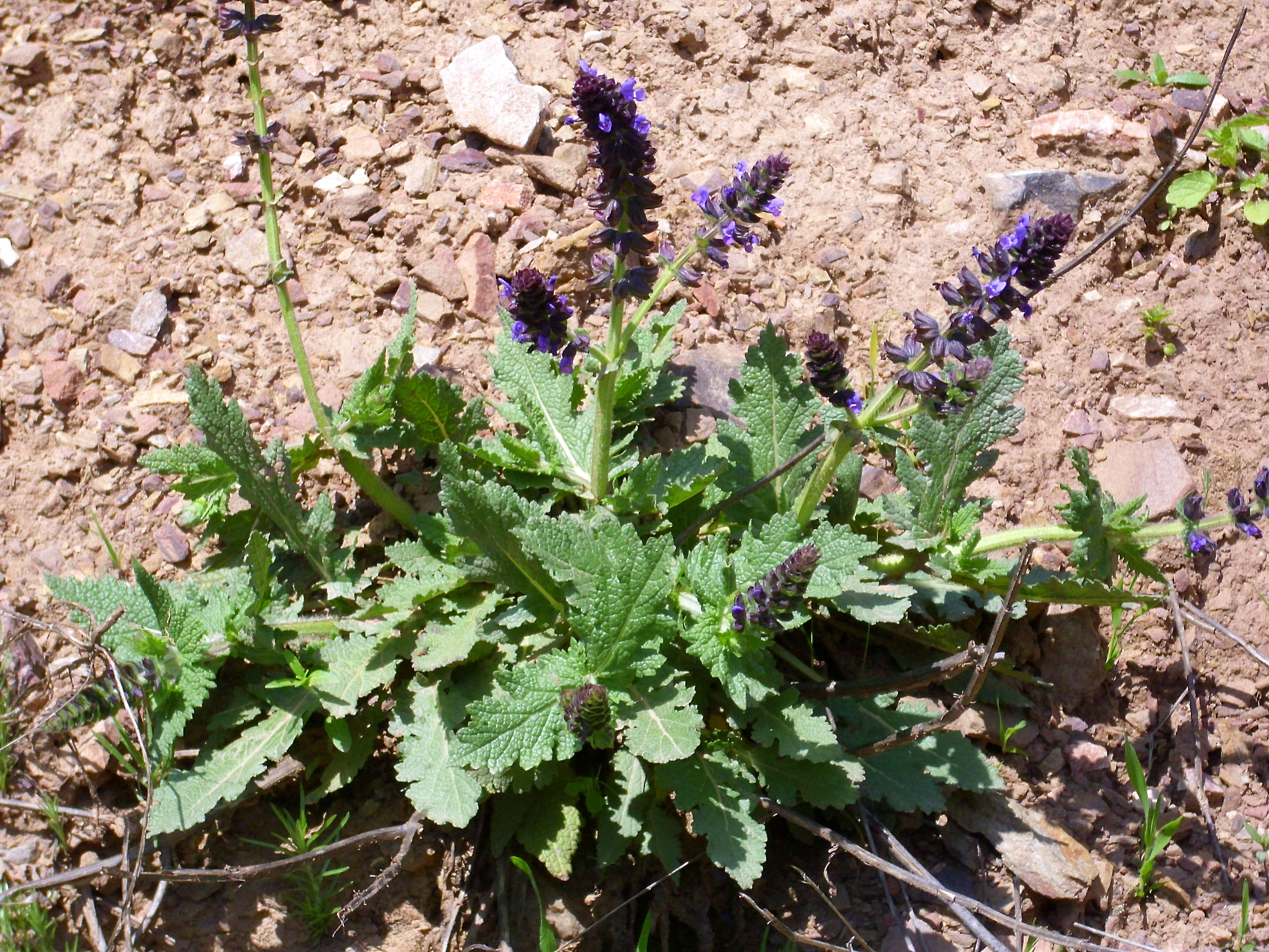 Image of verbena sage