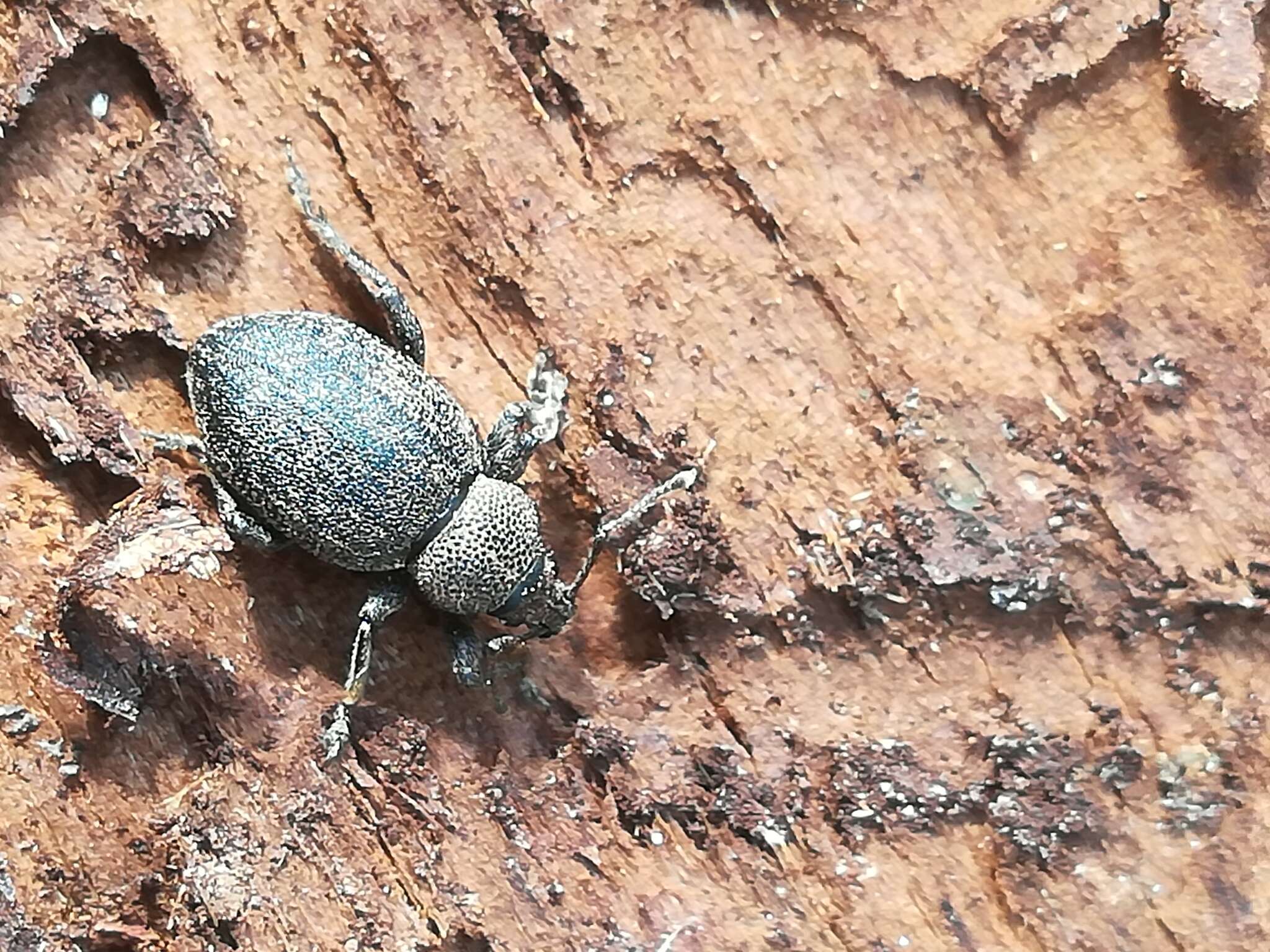 Image of lovage weevil