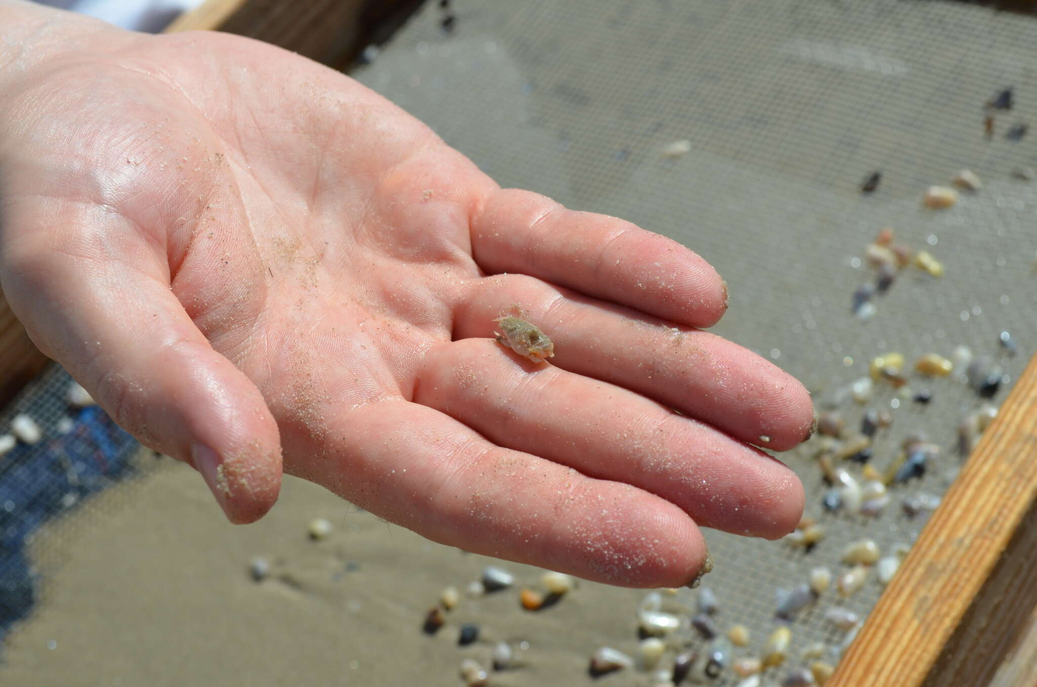 Image of Benedict sand crab