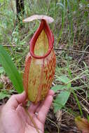 Imagem de Nepenthes holdenii Mey