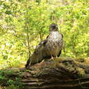 Image of Rufous-tailed Hawk