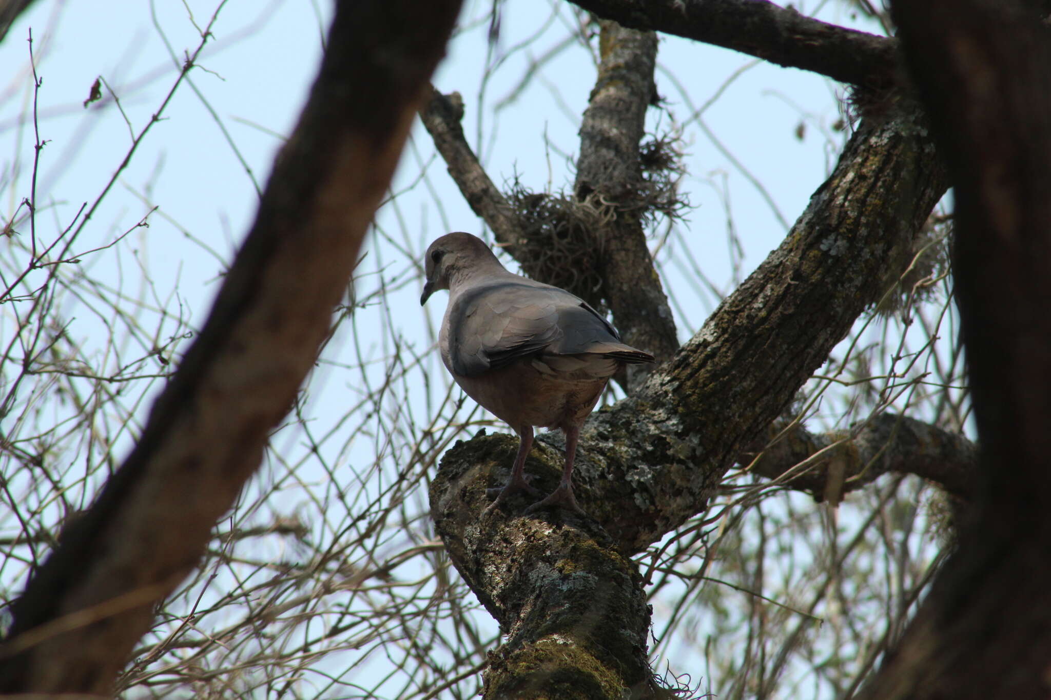 Image of Large-tailed Dove