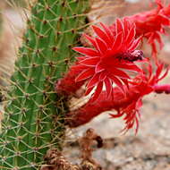 Image of Cleistocactus samaipatanus (Cárdenas) D. R. Hunt