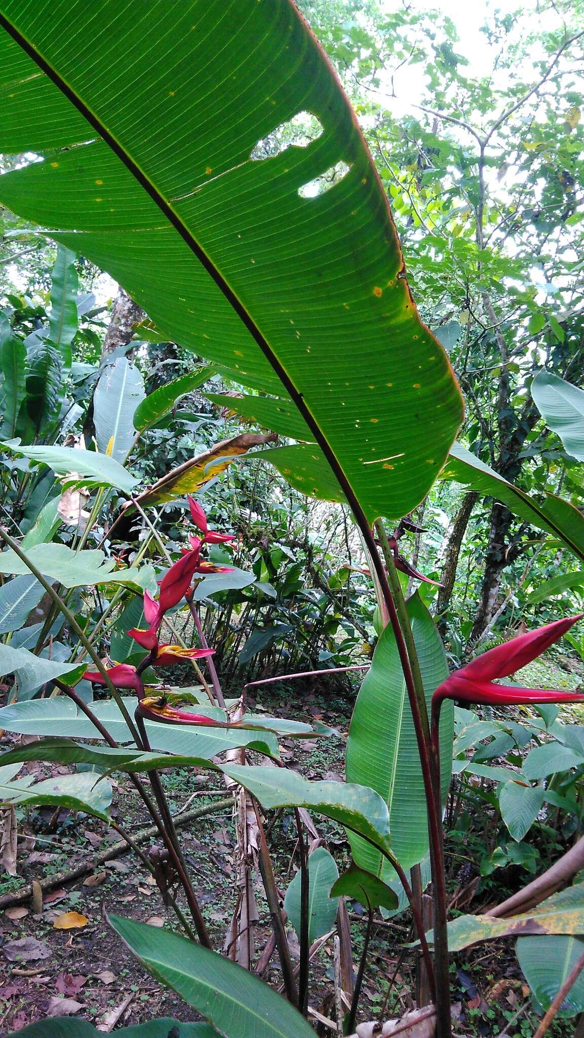 Image of Heliconia tortuosa Griggs