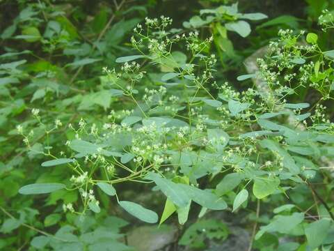 Euphorbia segoviensis Boiss. resmi