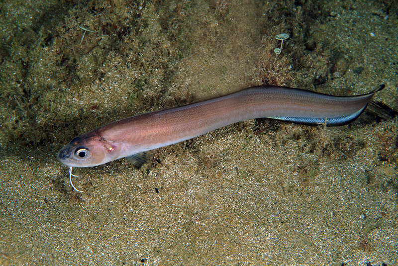 Image of Ophidion