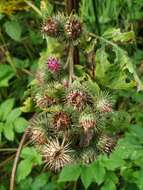 Image of Arctium ambiguum (Celak.) Nym.