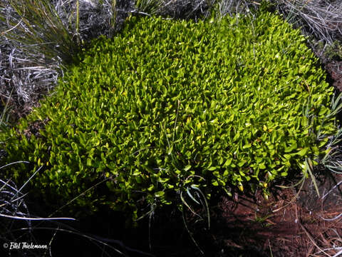 Image of Caltha appendiculata Pers.