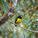 Image of White-vented Euphonia