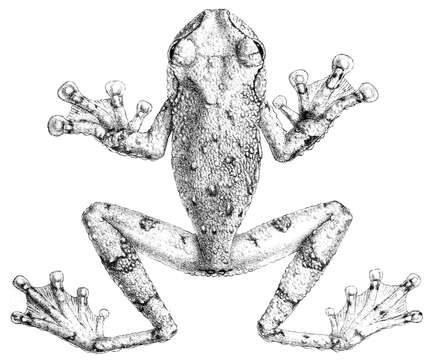 Image of Tepuihyla tuberculosa (Boulenger 1882)