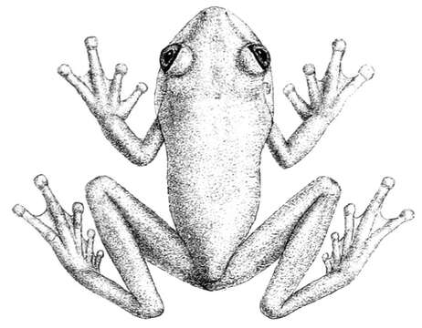 Image of Demerara Falls Treefrog