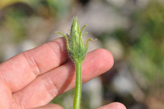 Image of Buttercup Squash