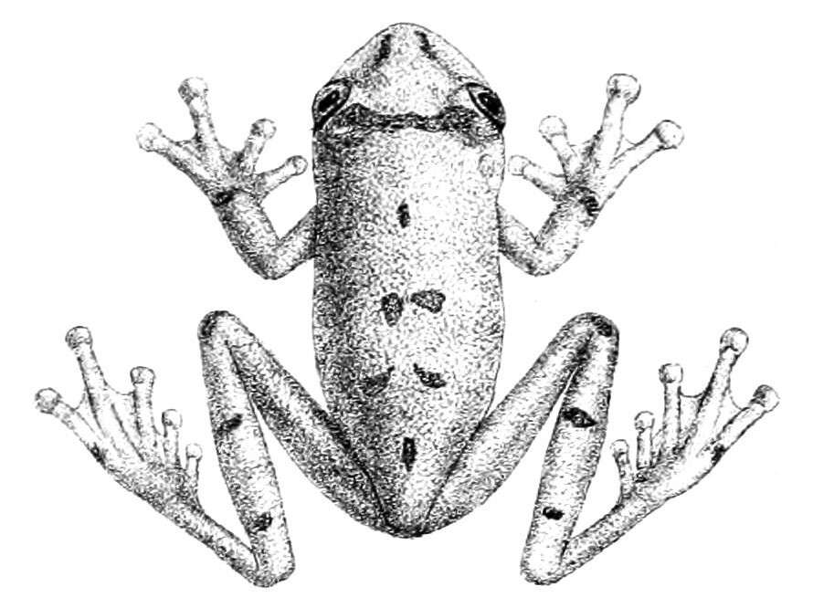 Image of Demerara Falls Treefrog