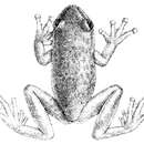 Image de Hyloscirtus albopunctulatus (Boulenger 1882)