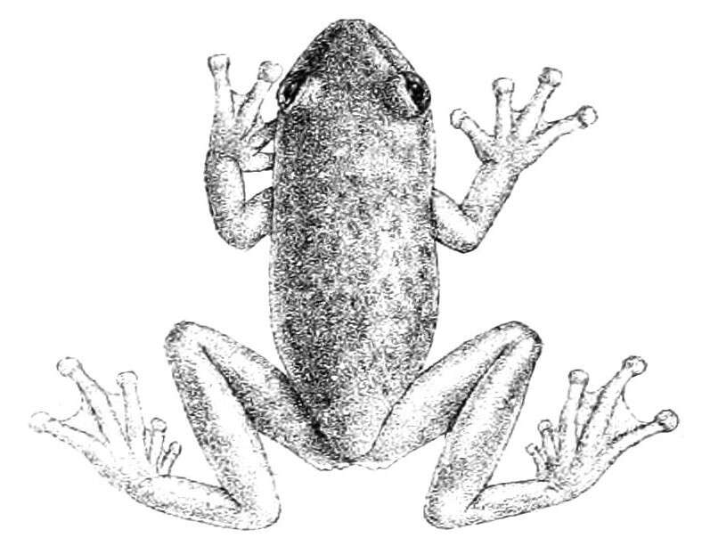 Image of white-speckled tree frog
