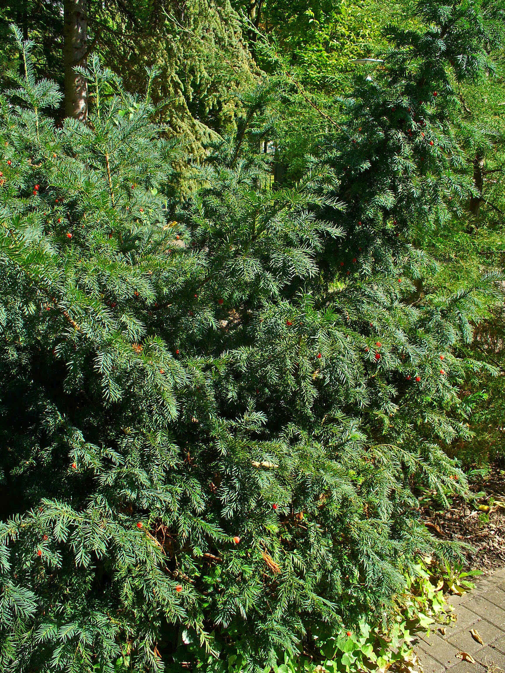 Image of English yew