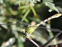 Image of Erpetogomphus crotalinus (Hagen ex Selys 1854)